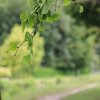  Ginkgo biloba mon arbre préféré pour la forme des_feuilles_prise de vue 1. 26 juin 2022 bord du canal derrière résidence du canal. Corentin Costard